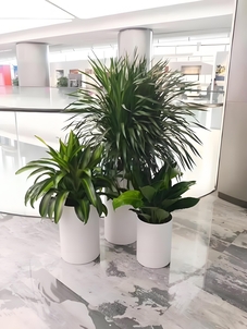 鄞州植物租摆公司,让绿植为您的生活增添色彩!